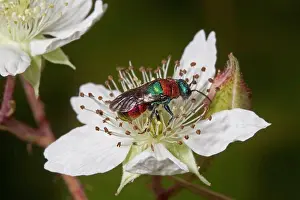 Arthropod Prints: Ruby-tailed Wasp (Hedychrum niemelai) adult female