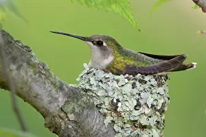 Hummingbird Prints: Ruby-throated Hummingbird (Archilochus colubris) adult female, sitting on nest, U.S.A