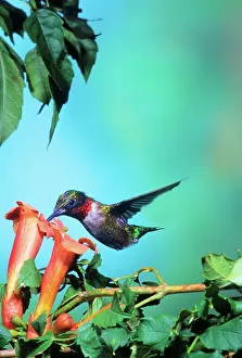 Pollination Prints: Ruby-throated Hummingbird (Archilochus colubris) male feeding on flower
