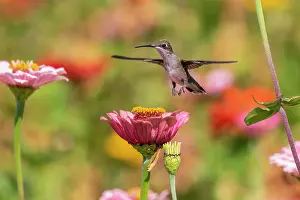 Richard And Susan Day Prints: Ruby-throated Hummingbird (Archilochus colubris) at Zinnias Union County, Illinois