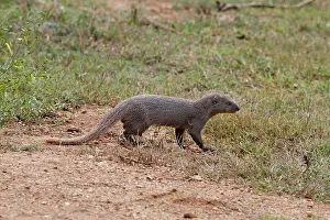 Race Prints: Ruddy Mongoose (Herpestes smithii zeylandicus) adult