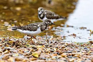 Flowering Plant Prints: Ruddy Turnstone, Arenaria interpres