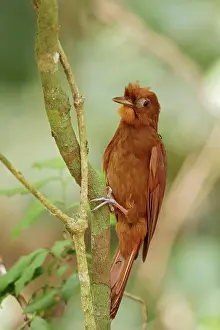 Avian Prints: Ruddy Woodcreeper (Dendrocincla homochroa) perched on a branch in Guatemala in Central America