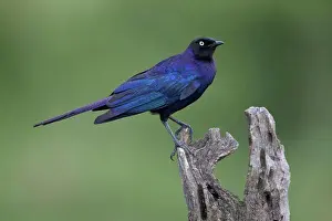 East Africa Prints: Rueppell's Glossy-starling (Lamprotornis purpuropterus) adult