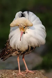 Visitor Prints: ruff - male - courtship display, Philomachus pugnax