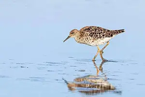 Shorebird Prints: Ruff water bird (Philomachus pugnax) Ruff in water