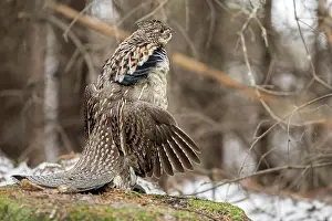 Chordate Prints: Ruffed Grouse (Bonasa umbellus) male frumming on a moss-covered rock and observing