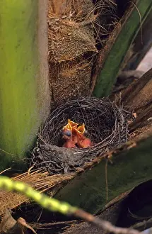 Brazil Prints: Rufous-bellied Thrush (Turdus rufiventris) chicks