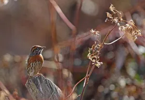 Uplands Prints: Rufous-breasted Accentor (Prunella strophiata strophiata) adult