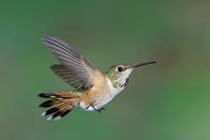 British Columbia Prints: Rufous Hummingbird (Selasphorus rufus) adult female