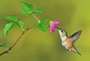 Feeding Prints: Rufous Hummingbird Selasphorus rufus at flower, Victoria British Columbia, Canada