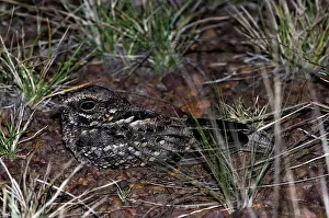 Central American Prints: Rufous Nightjar (Caprimulgus rufus) adult, resting on ground at night, Rupununi, Guyana