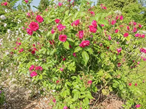 Woody Plant Prints: Rugosa hybrid rose, Rosier Grootendorst Supreme', Breeder: Grootendorst 1936, in bloom