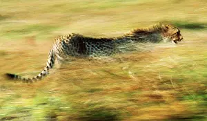 Agility Prints: Running cheetah, Masai Mara, Kenya