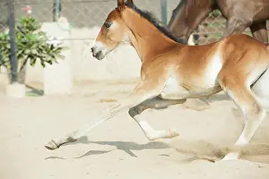 2016 Prints: Running Marwari chestnut colt in paddock