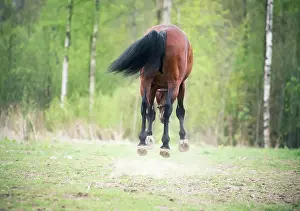 Draussen Prints: running and playing bay horse. spring running and playing bay horse