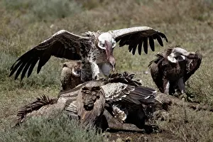 East Africa Prints: Ruppell's griffon vulture (Gyps rueppellii) atop a zebra carcass