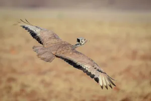 Roger De La Harpe Prints: Ruppell's korhaan or Ruppell's bustard (Eupodotis rueppellii)
