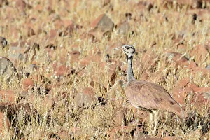 Roger De La Harpe Prints: Ruppell's korhaan or Ruppell's bustard (Eupodotis rueppellii)