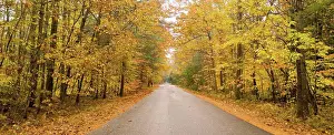 Walkway Prints: A rural country road travels between trees showing bright fall color as winter approaches