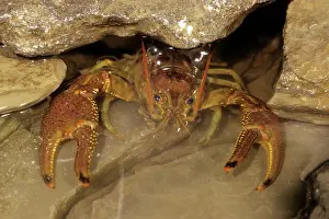 Freshwater Prints: Rusty Crayfish (Orconectes rusticus) adult, in rocky stream, U.S.A