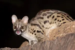 East Africa Prints: Rusty-spotted Genet (Genetta maculata) adult