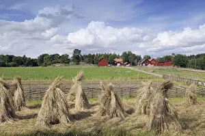Swedish Prints: Rye sheaves in field, Sweden