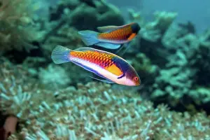 Coast Prints: Ryukyu Fairy-wrasse (Cirrhilabrus ryukyuensis) is also known as the Yellowflanked fairy wrasse; Philippines