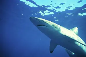 Australia Prints: S. Australia, Bronze Whaler Shark nr surface, side angle (Carcharhinus brachyurus)