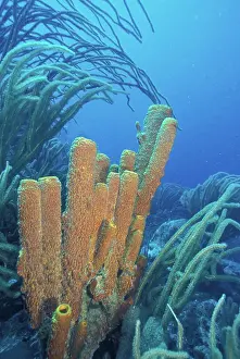 Sponge Prints: SA, Venezuela, Los Roques, Giant Sea Whips and Tube Sponges