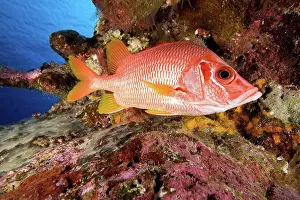 Seas Prints: Sabre Squirrelfish in reef Tuamotu French Polynesia