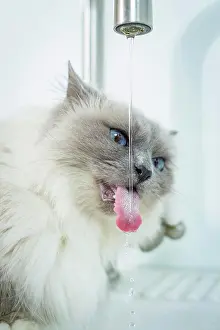 Cats Prints: Sacred Birman. Adult drinking from a water tap. Germany