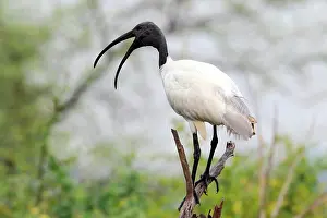 Chordate Prints: Sacred Ibis (Threskiornis aethiopicus) calling, South Africa