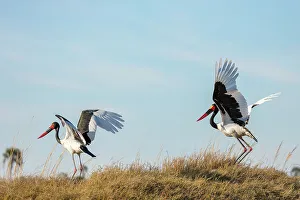 Saddle-billed (saddlebilled) stork (Ephippiorhynchus senegalensis)