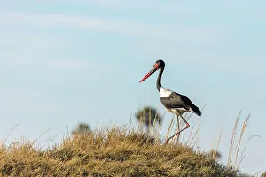 Stork Prints: Saddle-billed (saddlebilled) stork (Ephippiorhynchus senegalensis)