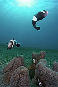 Underwater Prints: Saddleback anemonefish (Amphiprion polymnus)