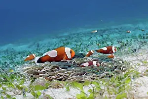 Oceans Prints: Saddleback clownfish (Amphiprion polymnus)