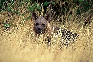 Looks Into The Camera Prints: Saddleback hyena (Parahyaena brunnea)