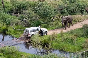Jungle Prints: Safari through the jungle, Jeep with two elephants