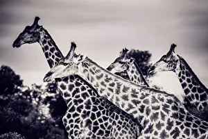 Herd Prints: Safari, portrait of a beautiful giraffes family