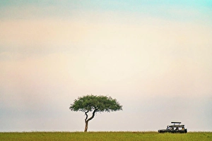 Acacia Tree Prints: Safari vehicle driving past a Acacia tree in the Maasai Mara in Kenya