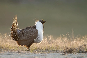 Hobbs Prints: Sage Grouse, Centrocercus urophasianus