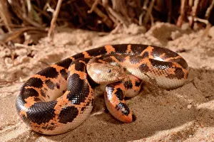 February Prints: Sahara sand boa, Müller's sand boa or West african sand boa (Gongylophis muelleri) on sand