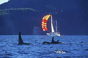 Yachting Prints: Sailboat with jib, British Columbia, Canada