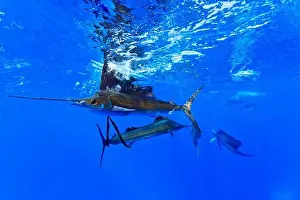 Bill Prints: Sailfish, Istiophorus albicans, feeding on Brazilian Sardinella, Sardinella brasiliensis