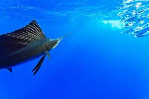 Bill Prints: Sailfish, Istiophorus albicans, feeding on Brazilian Sardinella, Sardinella brasiliensis