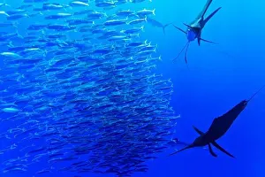 Bill Prints: Sailfish, Istiophorus albicans, feeding on Brazilian Sardinella, Sardinella brasiliensis
