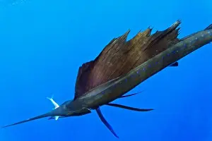 Bill Prints: Sailfish, Istiophorus albicans, feeding on Brazilian Sardinella, Sardinella brasiliensis
