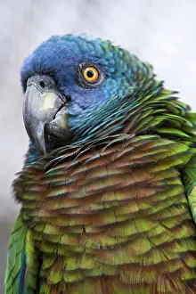 Projects Prints: Saint Lucia Parrot (Amazona versicolor) adult