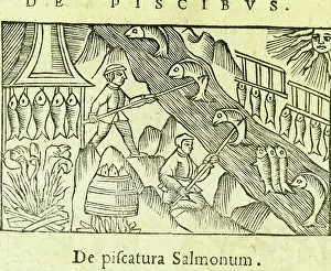 Nordic Prints: Salmon fishing drying and curing from Olaus Magnus Historia de Gentibus Septentrionalibus 1555 (on hist Scandinavia )